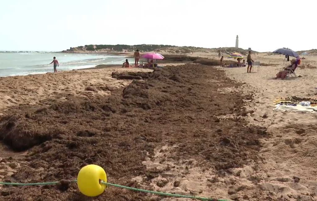 Stranden in Andalusië worden opnieuw overspoeld door Aziatische algen