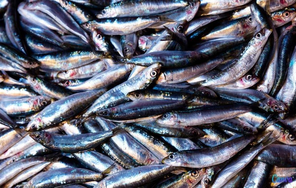 Wetenschappers vinden plastic deeltjes in sardines, ansjovis en heekjes uit de middellandse zee