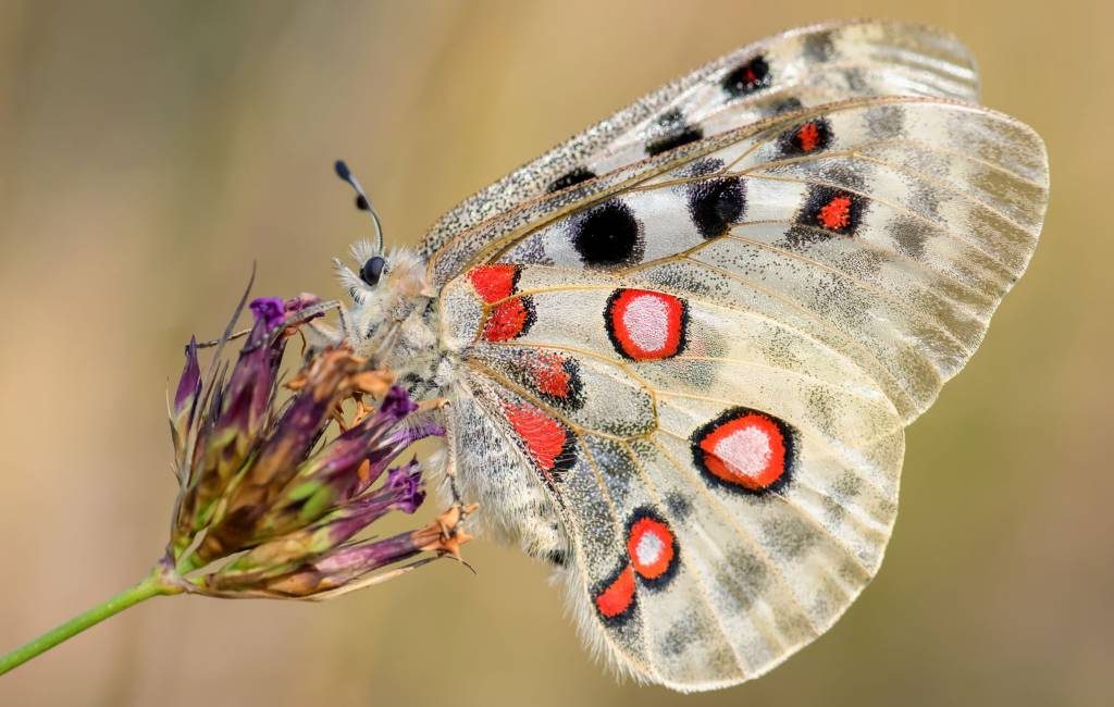 Onderzoek naar vlinders in de Spaanse Pyreneeën als bio-indicatoren van klimaatverandering