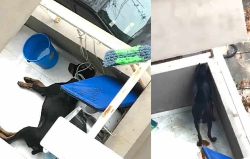 Politie arresteert vrouw vanwege vastbinden hond op oververhit balkon