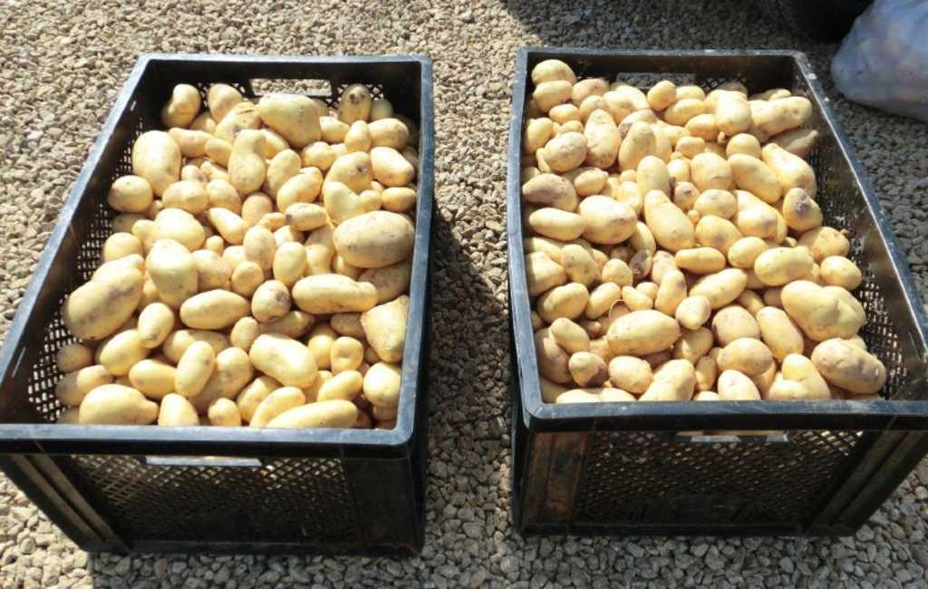 Nederlander doneert 3.000 kilo aardappelen aan families in Javea