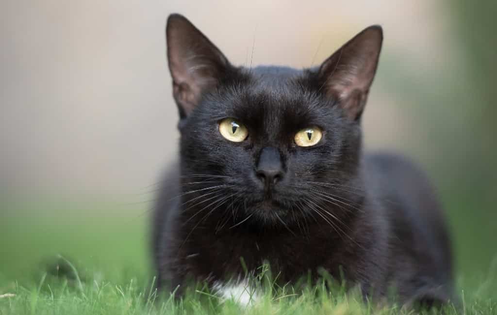 Zwarte katten niet in adoptie vanwege rituelen Halloween