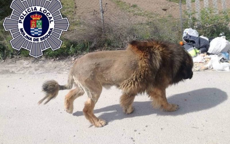 Loslopende leeuw in Murcia gezien … of toch niet!
