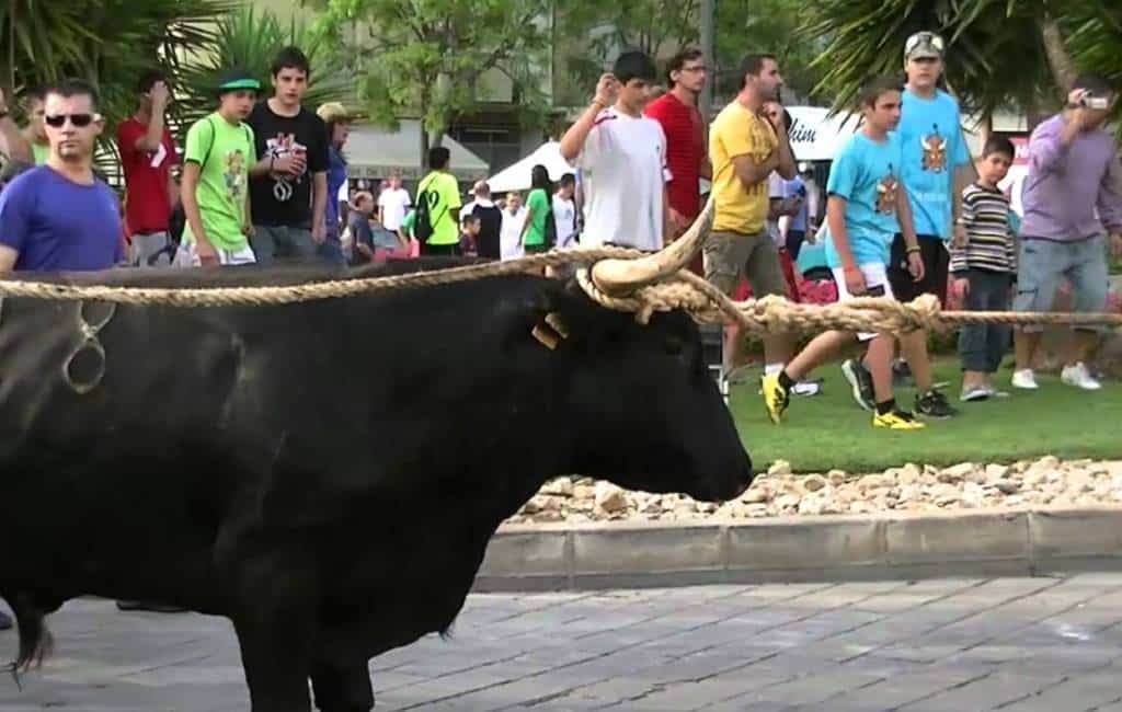 Vastgebonden stier valt auto en scooter aan in provincie Tarragona