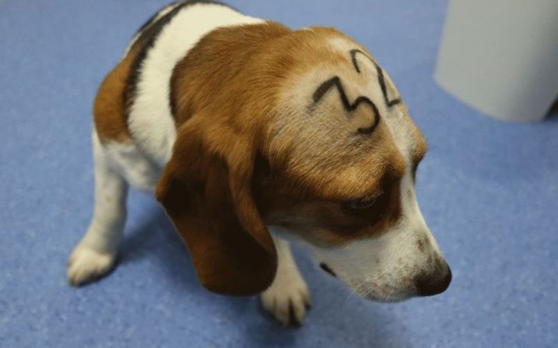 1,3 miljoen handtekeningen tegen opoffering 32 honden na wetenschappelijk experiment in Madrid