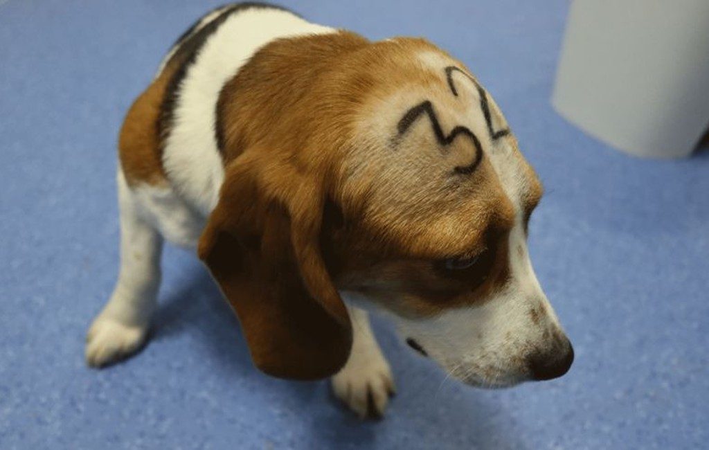 1,3 miljoen handtekeningen tegen opoffering 32 honden na wetenschappelijk experiment in Madrid