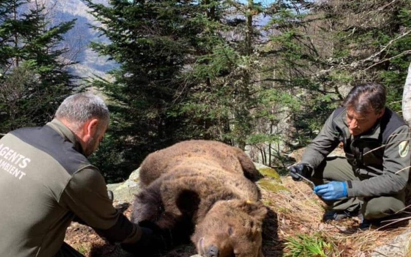Boswachter aangehouden voor dood van bruine beer in Catalonië