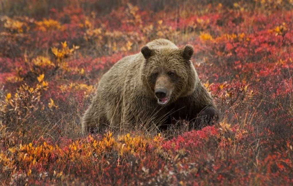 Hoe reageer je wanneer je oog in oog komt te staan met een beer?
