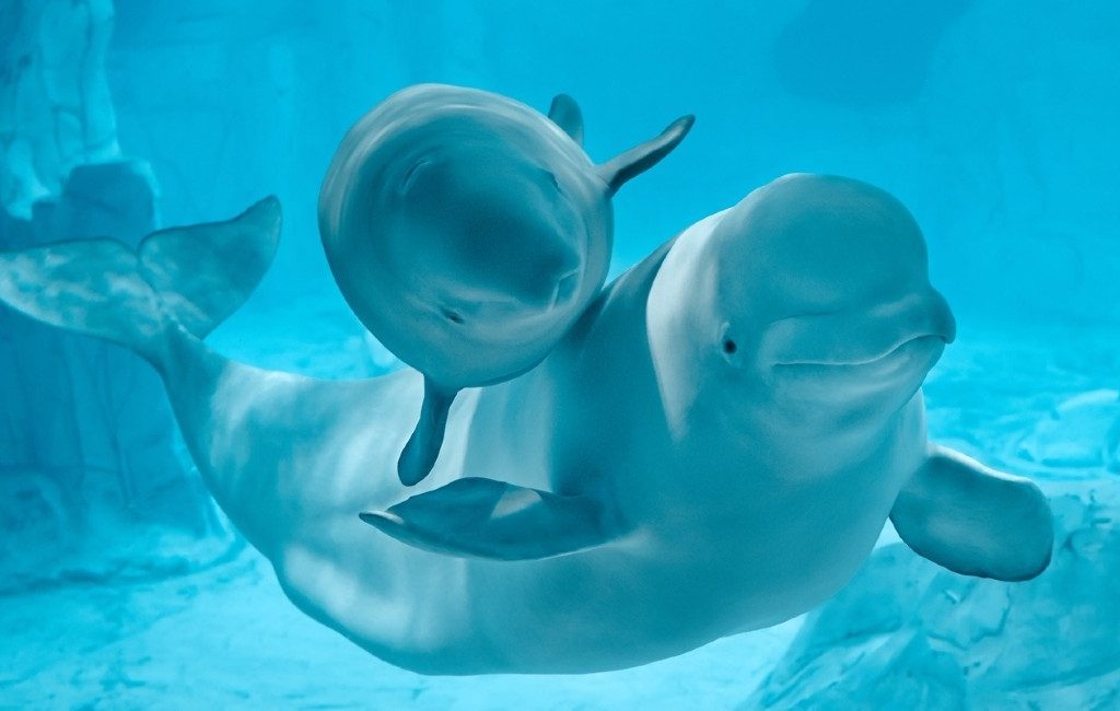 Witte dolfijn Kairo op 60-jarige leeftijd overleden in Oceanogràfic in Valencia