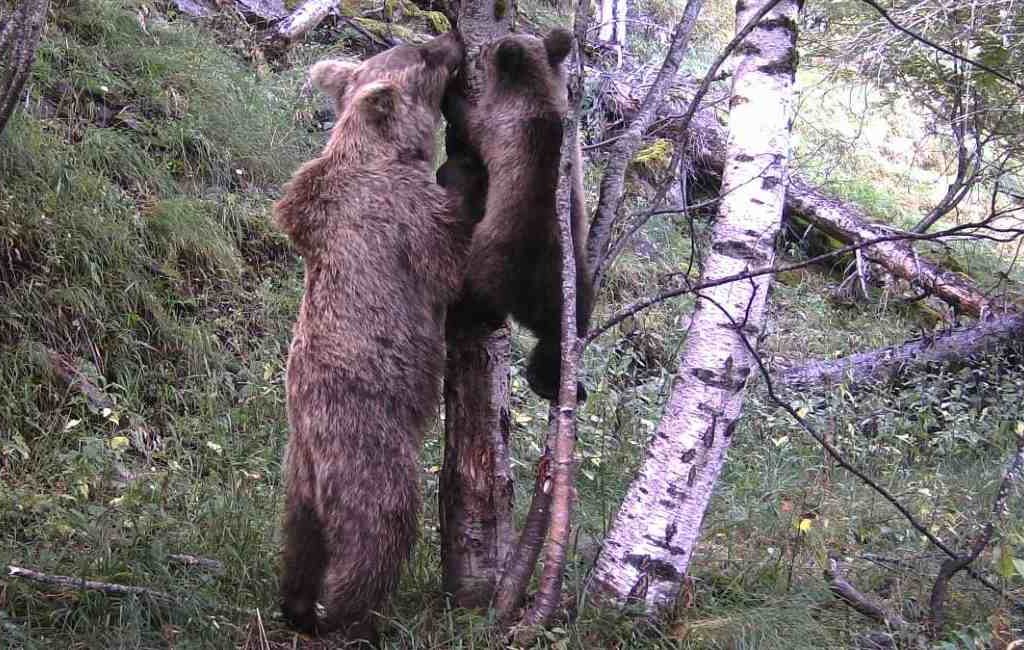 Het gaat goed met de bruine berenpopulatie in de Spaanse Pyreneeën