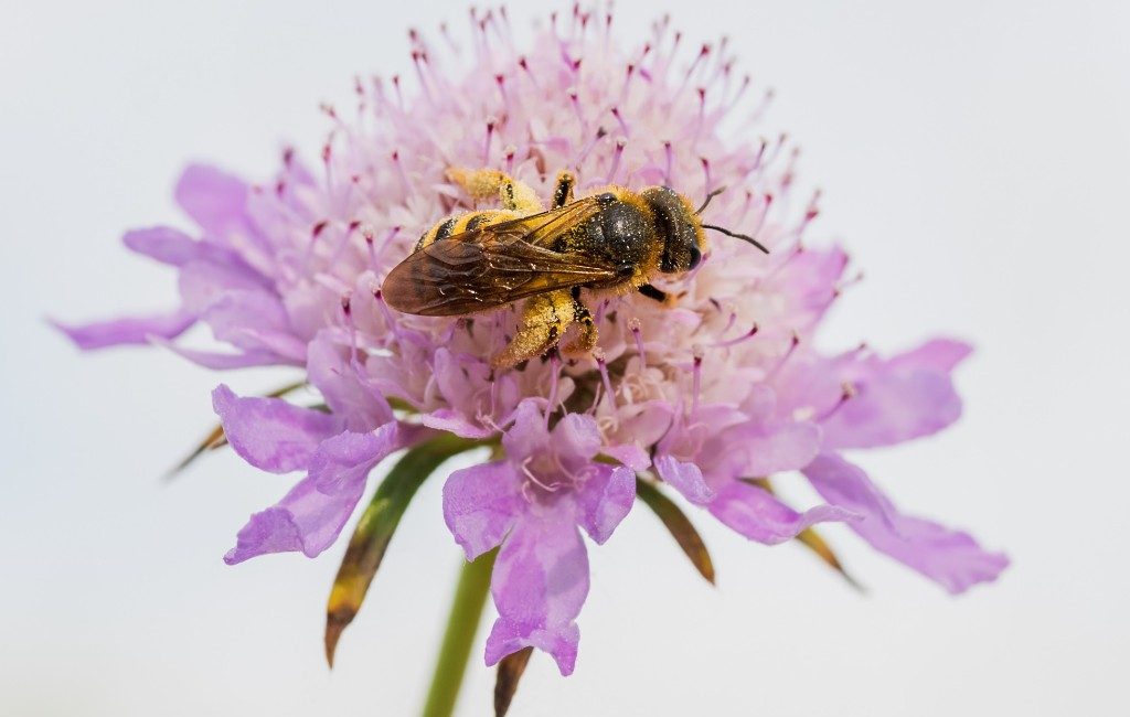 In Málaga start een project om Spanje opnieuw te ‘bevolken’ met 47 miljoen Iberische bijen