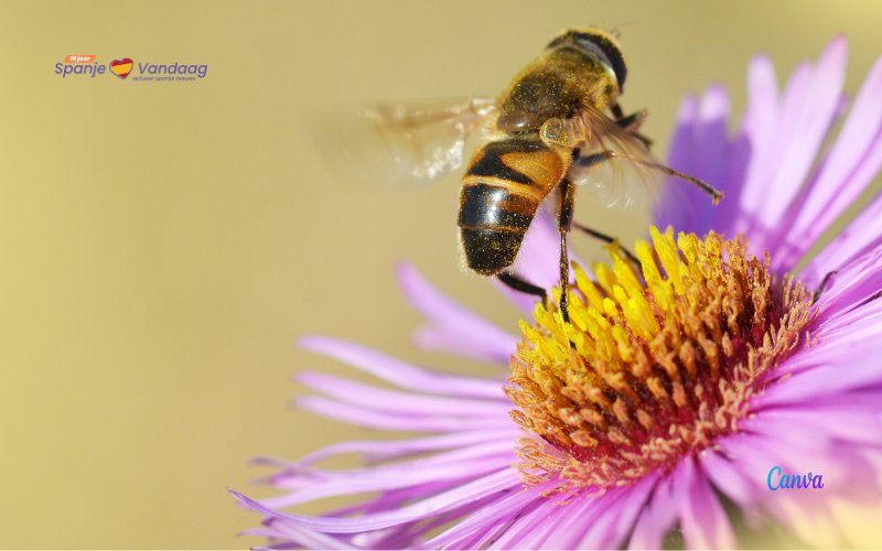 De bijenpopulatie in Spanje is met de helft verminderd door droogte