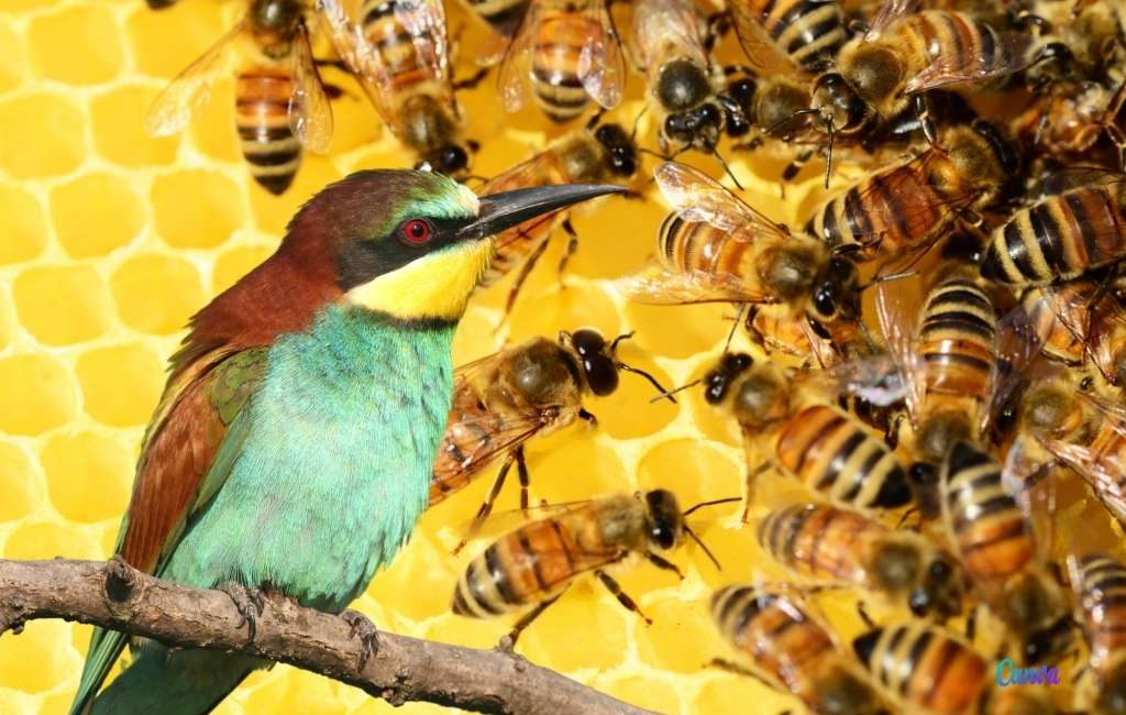Door de droogte en de ‘bijeneter’ is de honingoogst gehalveerd in Spanje