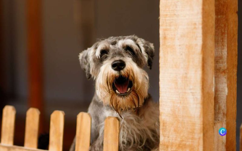 3.000 euro schadevergoeding vanwege blaffende hond in Valencia