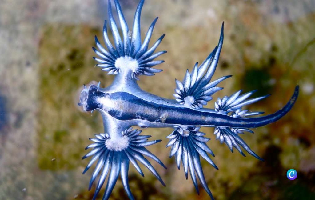Zeer zeldzame blauwe draken gevonden bij de Costa Blanca