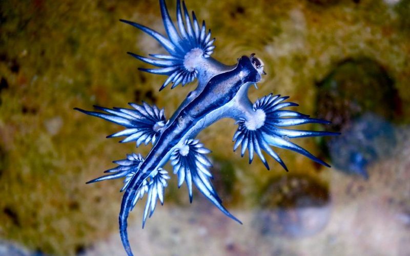 Blauwe draken gevonden bij de Canarische Eilanden