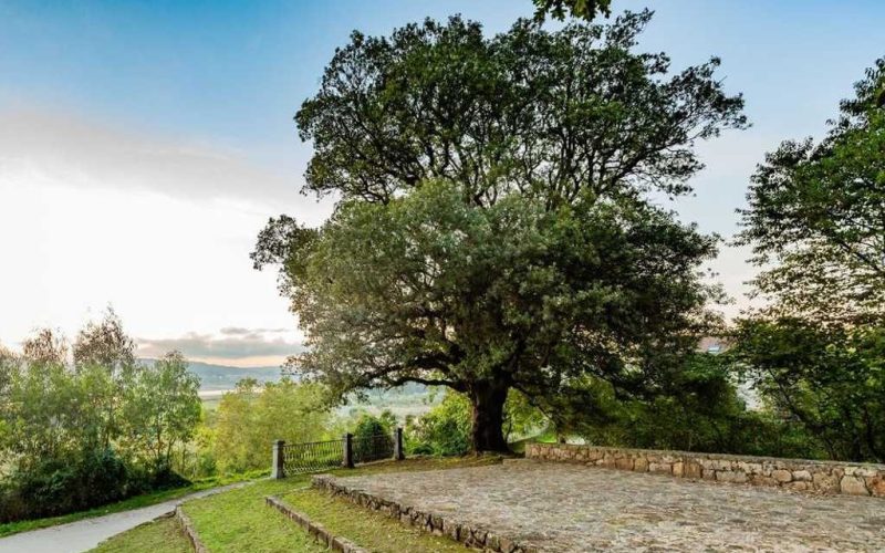 Spaanse boom in Cantabrië als zesde geëindigd bij de Europese bomen verkiezing