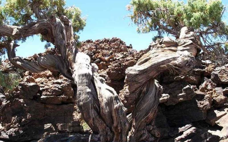 De oudste boom van Europa staat op Tenerife en is 1.481 jaar oud