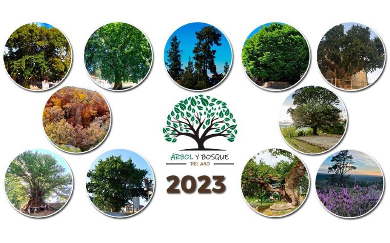 Stem mee voor de Spaanse kandidaat voor de Europese boom van het jaar 2023 verkiezing
