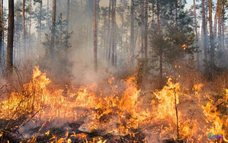 Spanje heeft nu al 50 grote natuur- en bosbranden gehad met 229 duizend hectare natuur verwoest