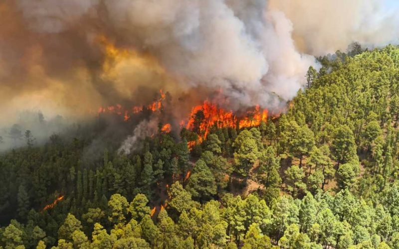 Bosbrand op Tenerife bereikt natuurpark El Teide en legt 2.000 hectare natuur in de as