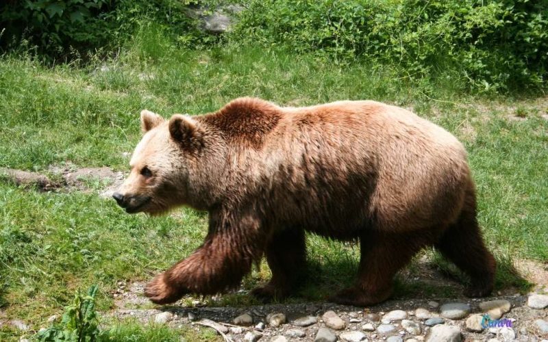 Bruine beer valt opnieuw kudde aan en doodt vijf dieren in Huesca