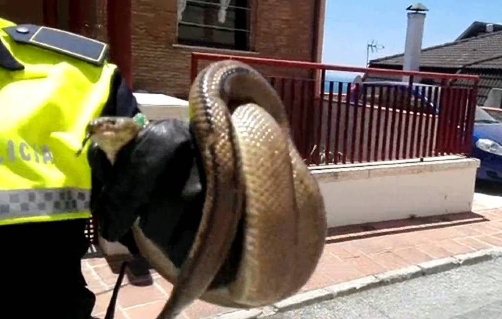 Drie niet giftige slangen gevangen in Málaga
