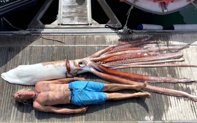 Gigantische inktvis van drie meter lengte en meer dan 200 kilo verschenen tussen Tenerife en La Gomera