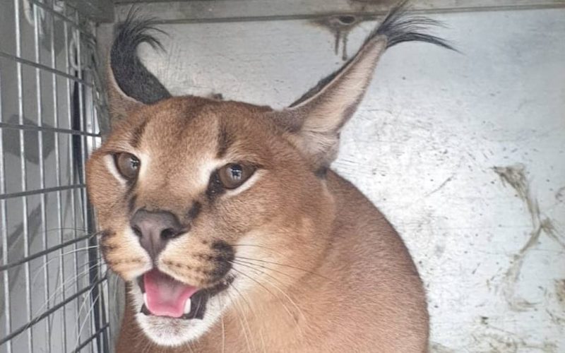 Twintig kilo zware zeldzame ‘caracat’ gevangen in een tuin in Marbella