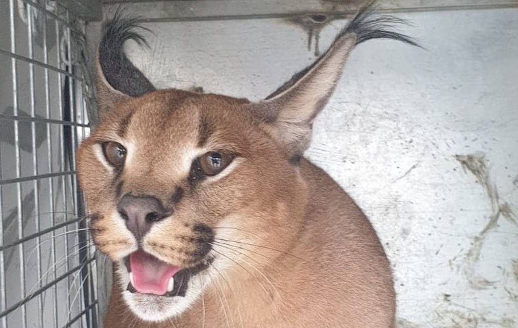 Twintig kilo zware zeldzame ‘caracat’ gevangen in een tuin in Marbella