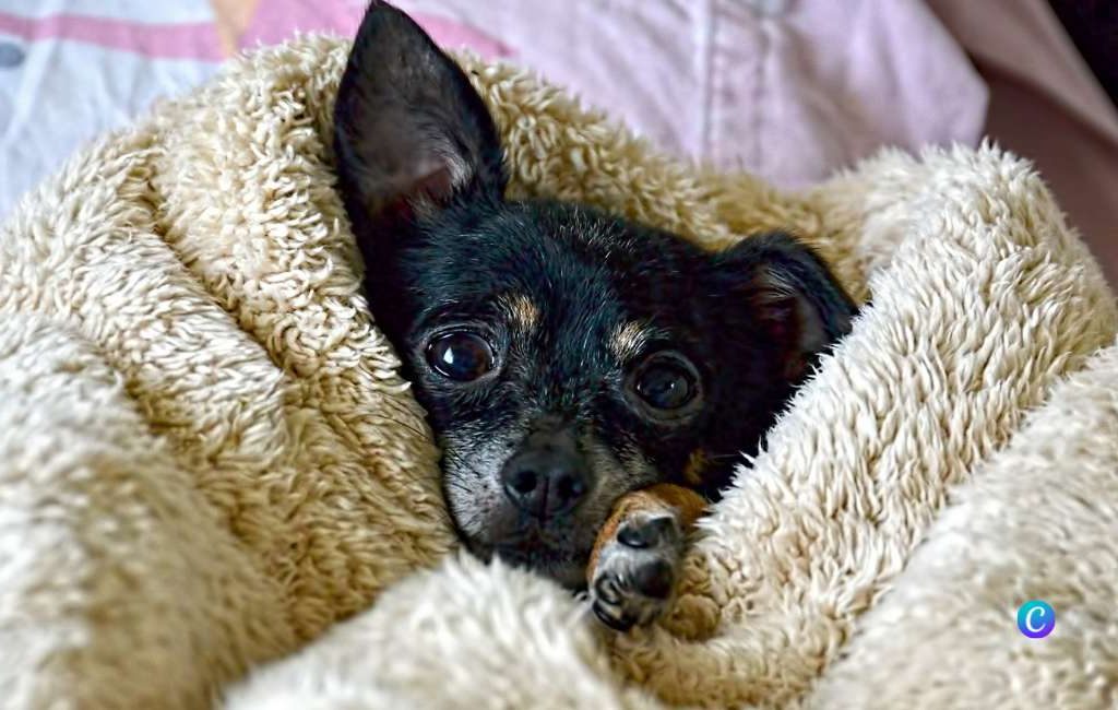 Twee jaar na mysterieuze verdwijning is hondje Tito teruggevonden in Valencia