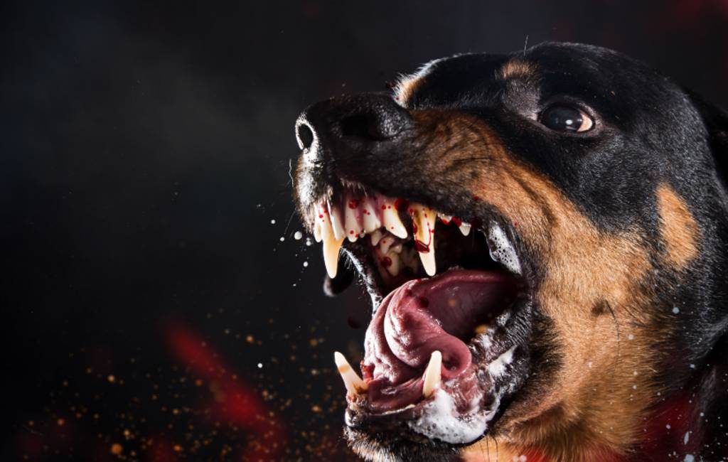 Man dood na aanval eigen Rottweiler hond nabij Madrid