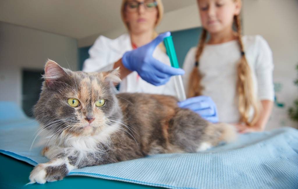 Moeten honden en katten in Spanje ook gevaccineerd worden tegen Covid?