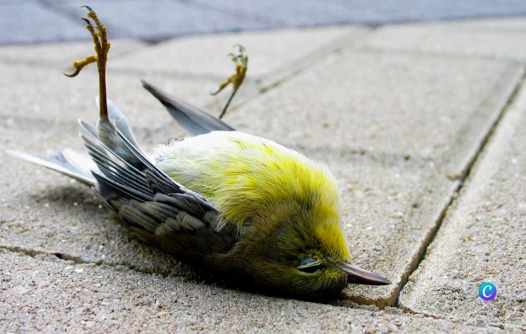 Analyse van verwondingen of sterfgevallen van vogels in Spanje