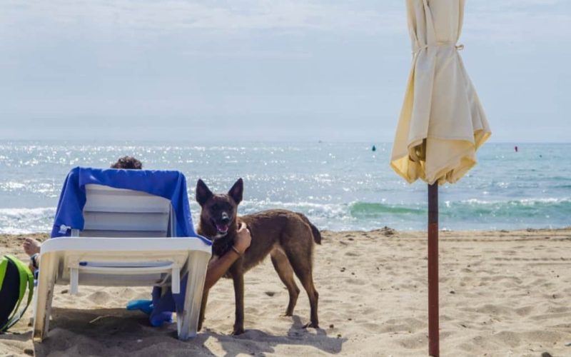 Tweede jaar zonder services op ‘doggy beach’ Alicante