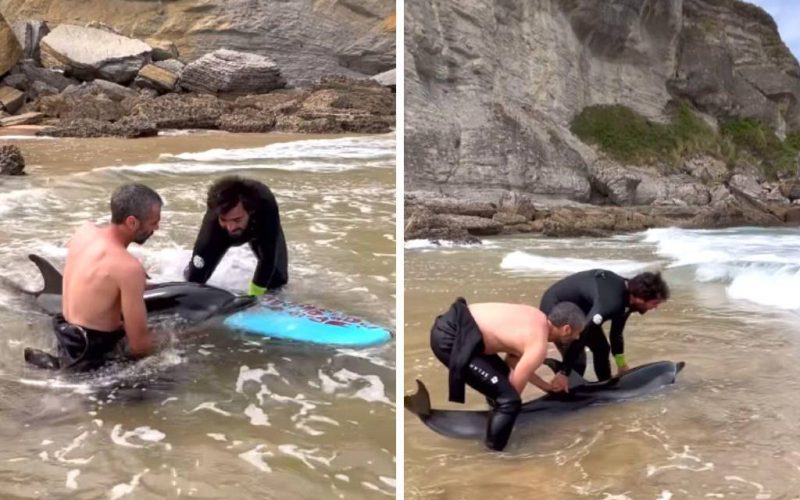 Surfers laten op video zien hoe ze een gestrande dolfijn in Cantabrië redden