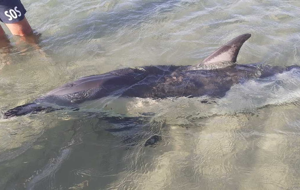 Triest einde voor een aangespoelde dolfijn op een strand in Denia