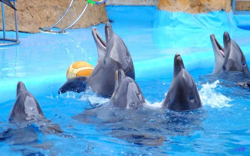 Dolfinarium Aquopolis aan de Costa Dorada sluit en dolfijnen gaan naar China