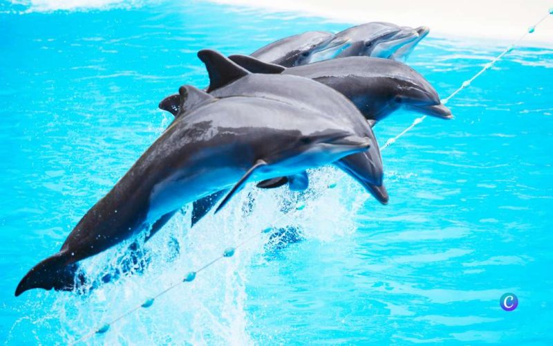 Spanje bovenaan ranglijst met meeste dolfijnen in gevangenschap