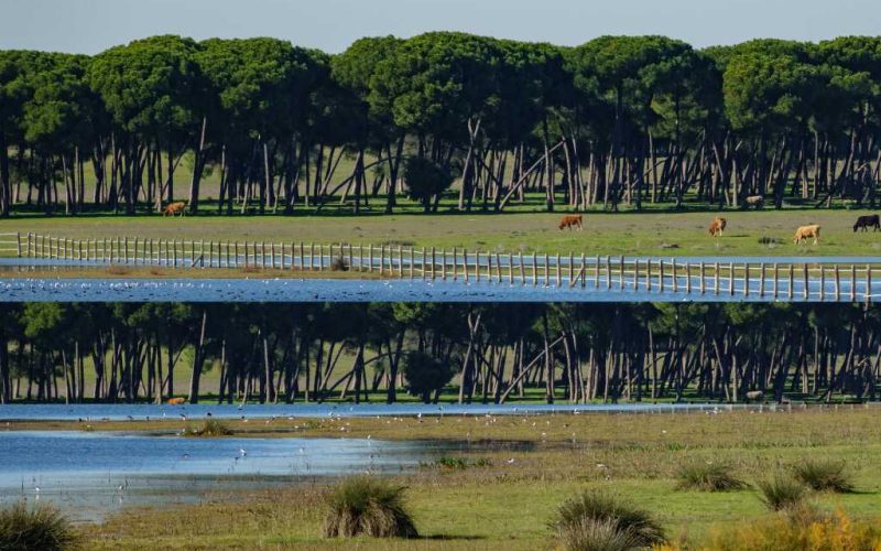 Europese veroordeling van Spanje voor het vernietigen van Doñana-natuurgebied