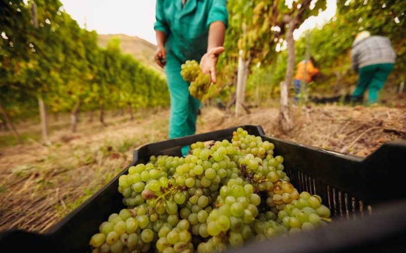 Druivenoogst voor wijnen uit het zuiden en midden van Spanje begonnen