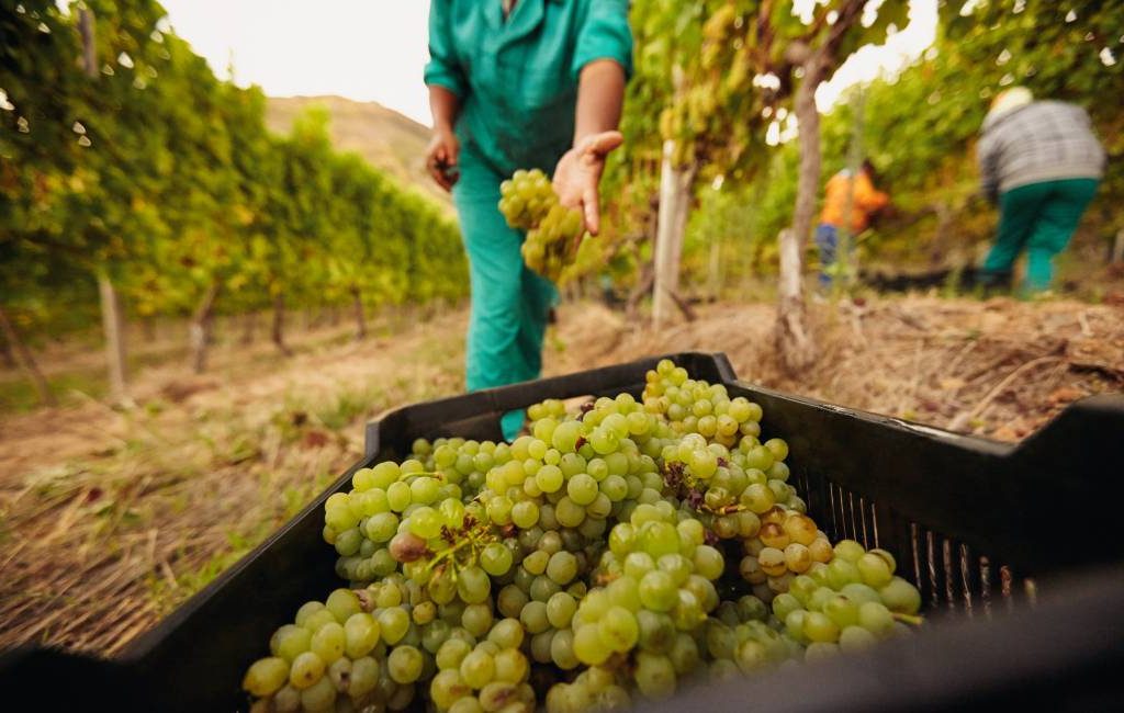 Druivenoogst voor wijnen uit het zuiden en midden van Spanje begonnen