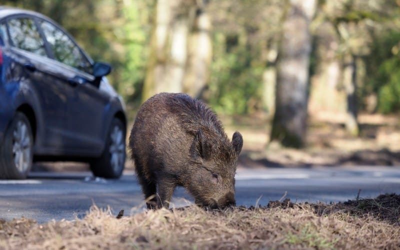 35.000 verkeersongevallen waarbij dieren betrokken zijn in Spanje