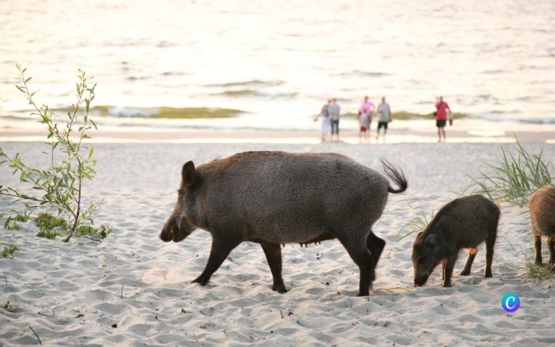 Waarom zijn er steeds meer everzwijnen te zien op de Spaanse stranden?