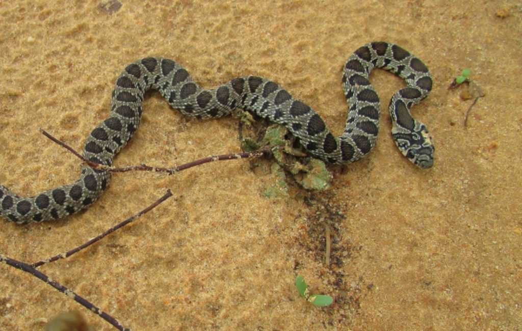 Alweer 700 slangen gevangen op Ibiza en Formentera
