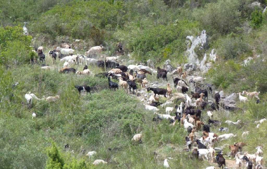 Ibiza wil geiten van het eiland Es Vedrá halen