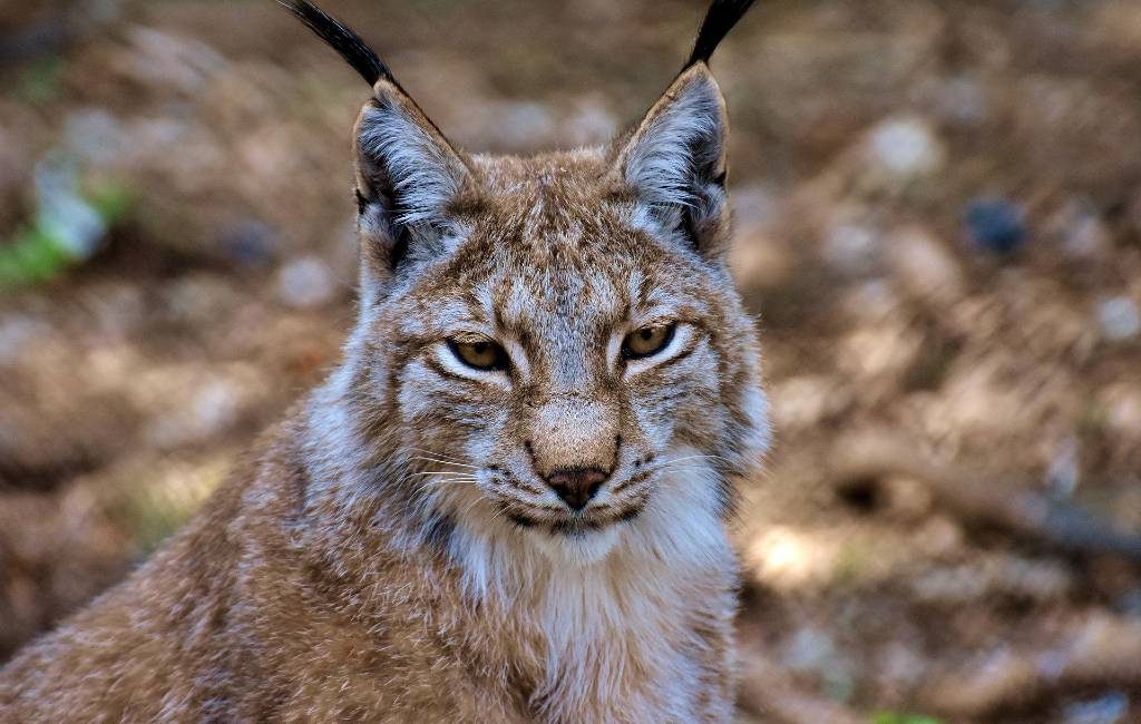 Aantal Iberische Lynxen in Spanje toegenomen in 2019