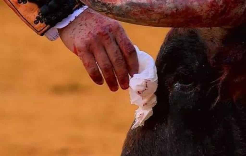 Stierenvechter droogt tranen stier voordat hij deze doodsteekt