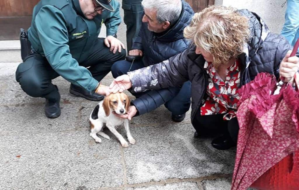 Brandweer redt na vier dagen hond van dak in León
