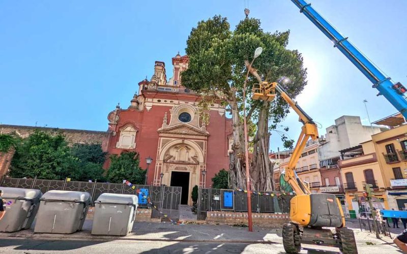 Ruzie om het kappen van een 100 jaar oude ficus-boom bij een kerk in Sevilla